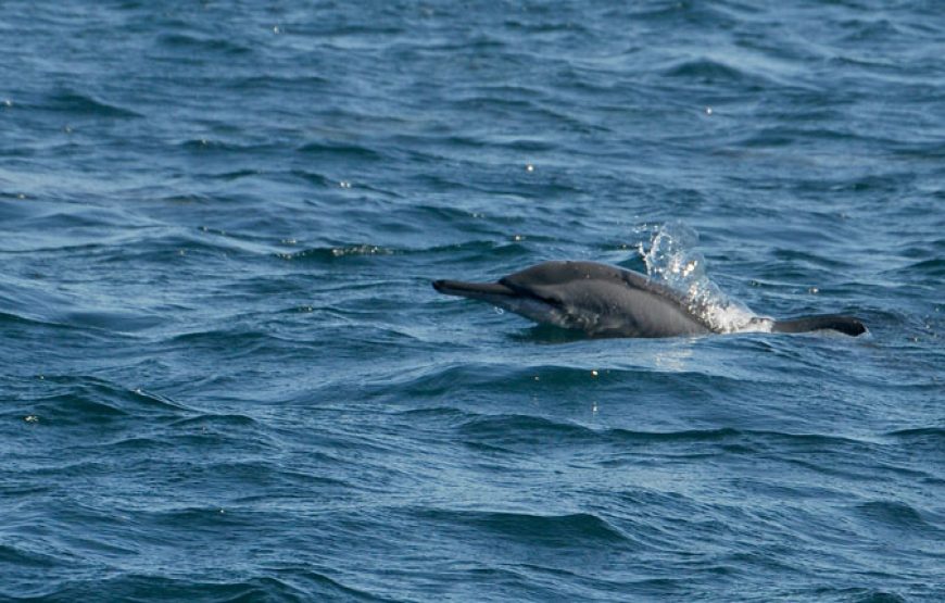 Dolphin watching & Snorkeling Trips