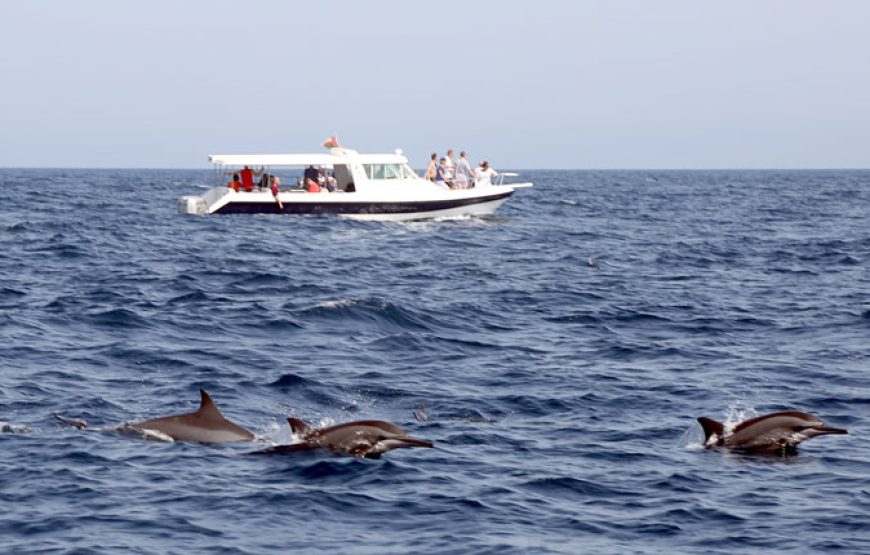 Dolphin watching & Snorkeling Trips