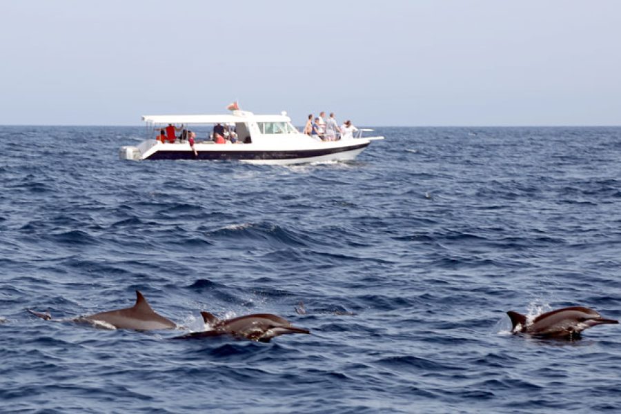 Dolphin watching & Snorkeling Trips